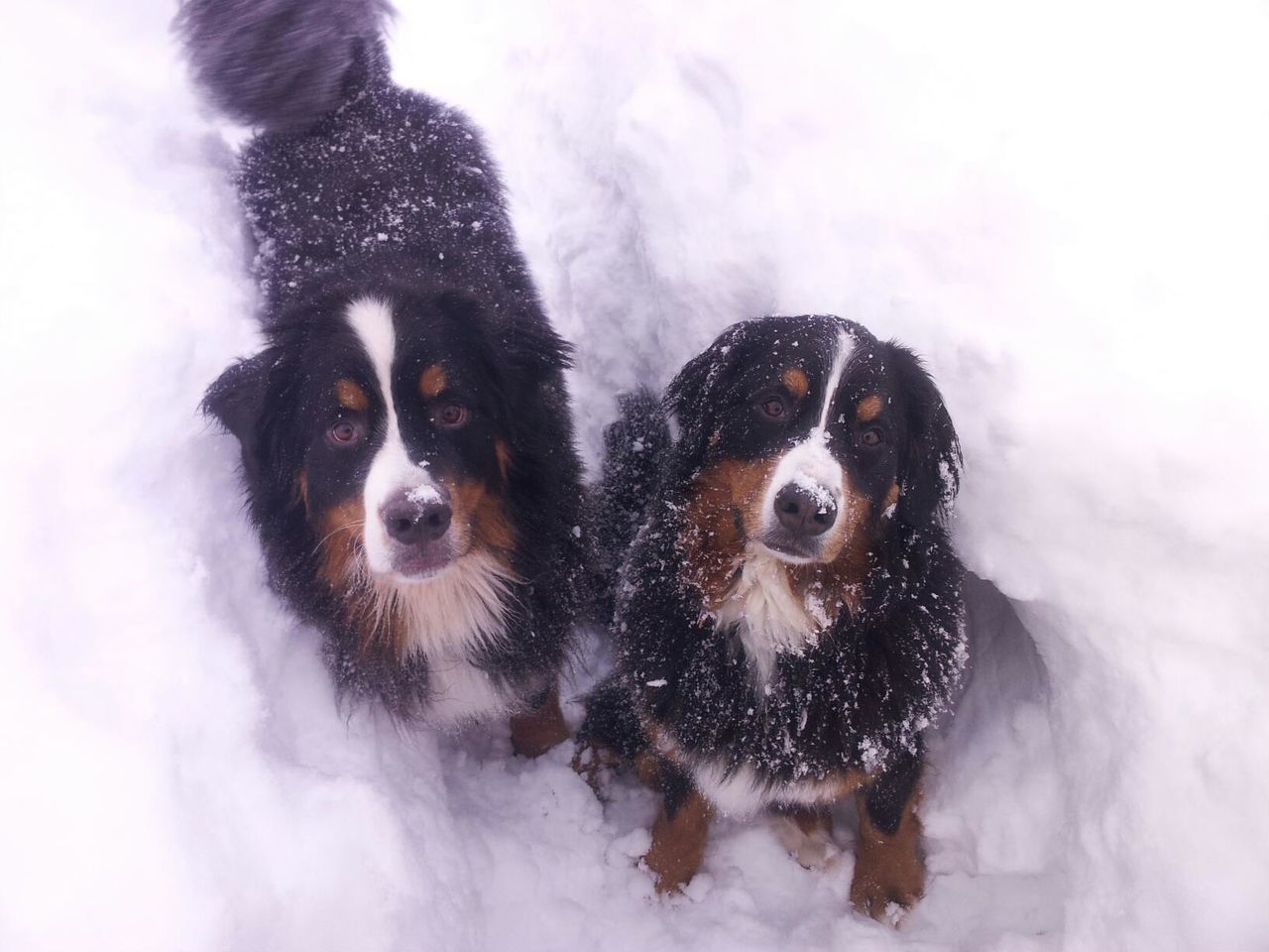 High angle portrait of bernese mountain dogs in snow