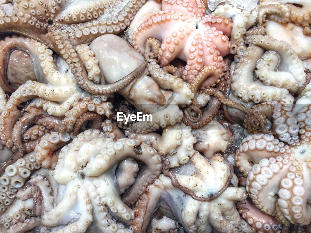 Full frame shot of octopus at market for sale