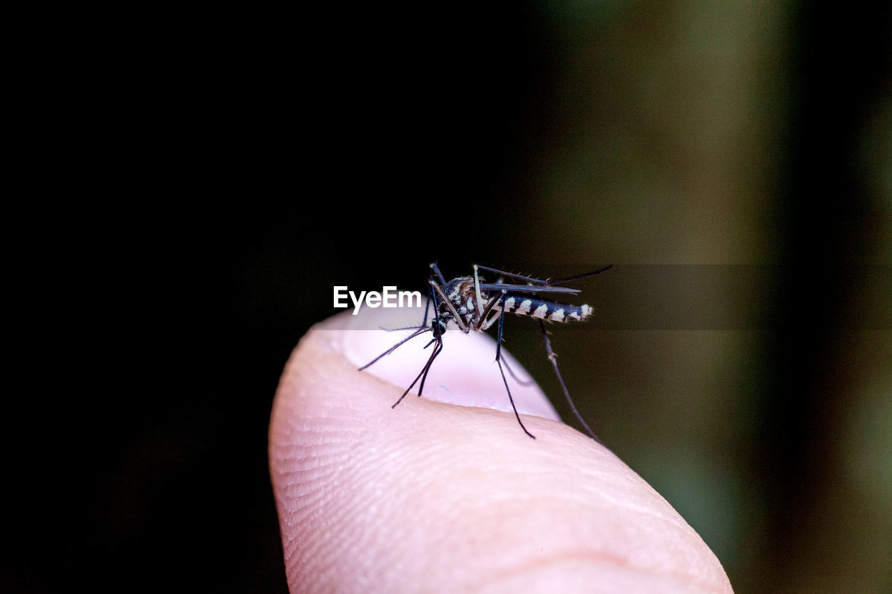 CLOSE-UP OF AN INSECT ON HAND