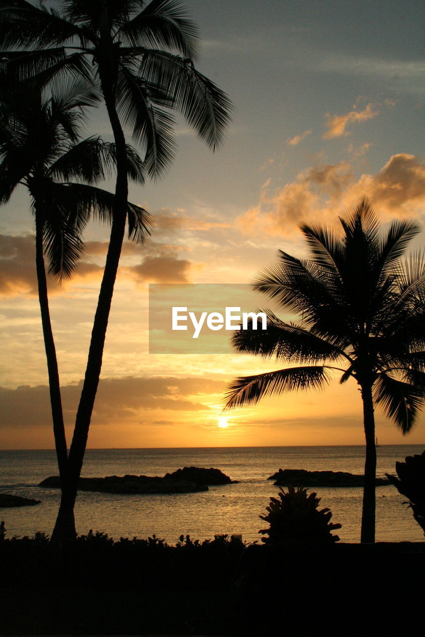 Silhouette palm trees against calm sea at sunset