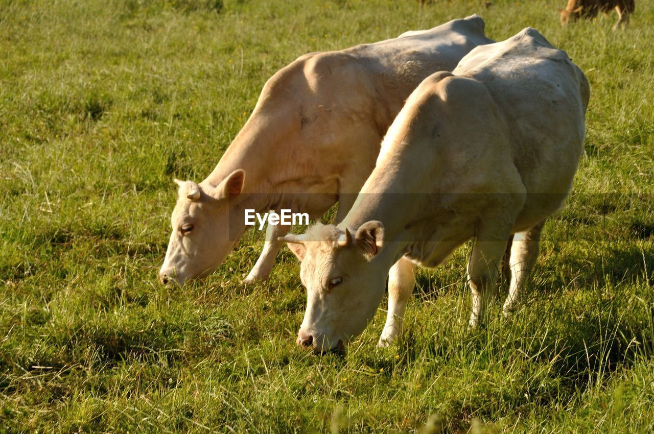 COWS ON GRASS