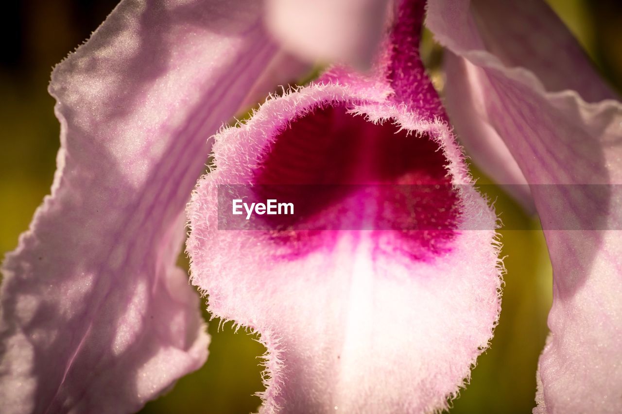Close-up of pink flower