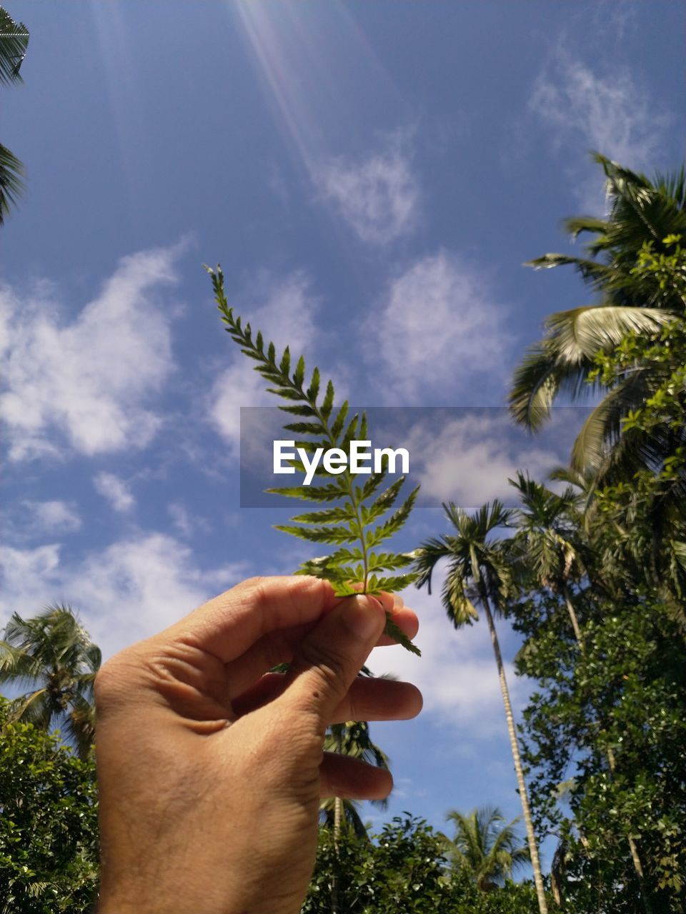 Image of person holding plant against sky