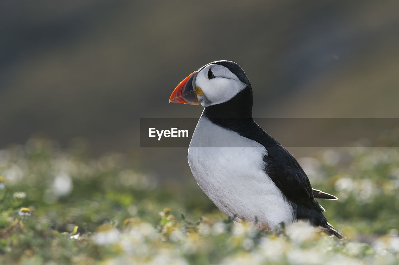 Close-up of puffin perching on field