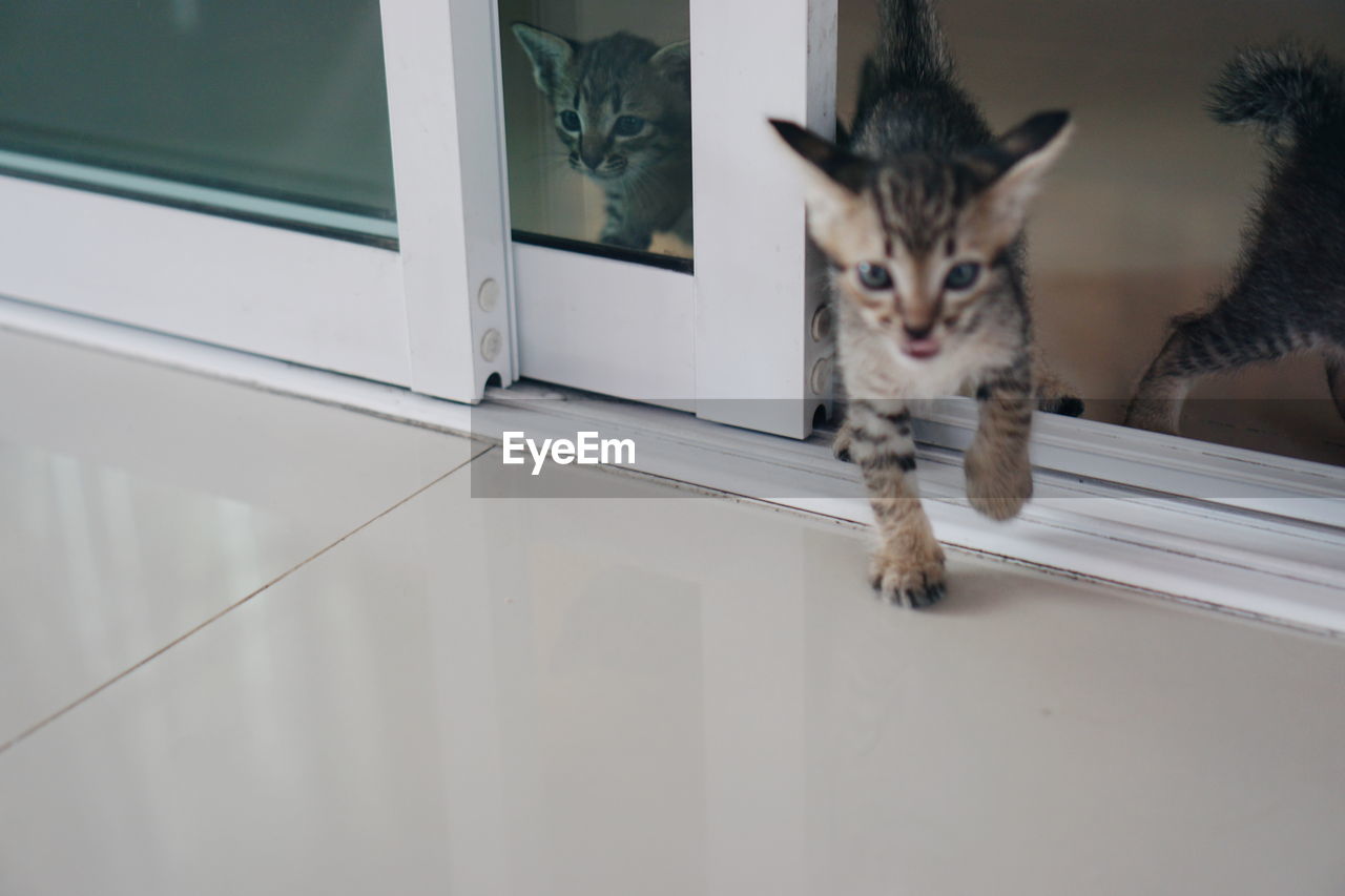 Kittens on tiled floor