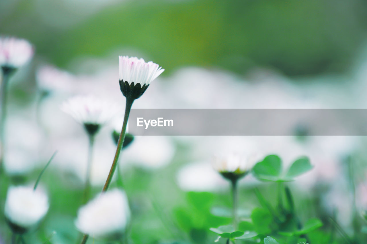 Beautiful Beautiful Nature Daisy Daisy Flower Daisy Flower Head Grass Nature Beauty In Nature Close-up Flowers Garden Selective Focus Spring Springtime