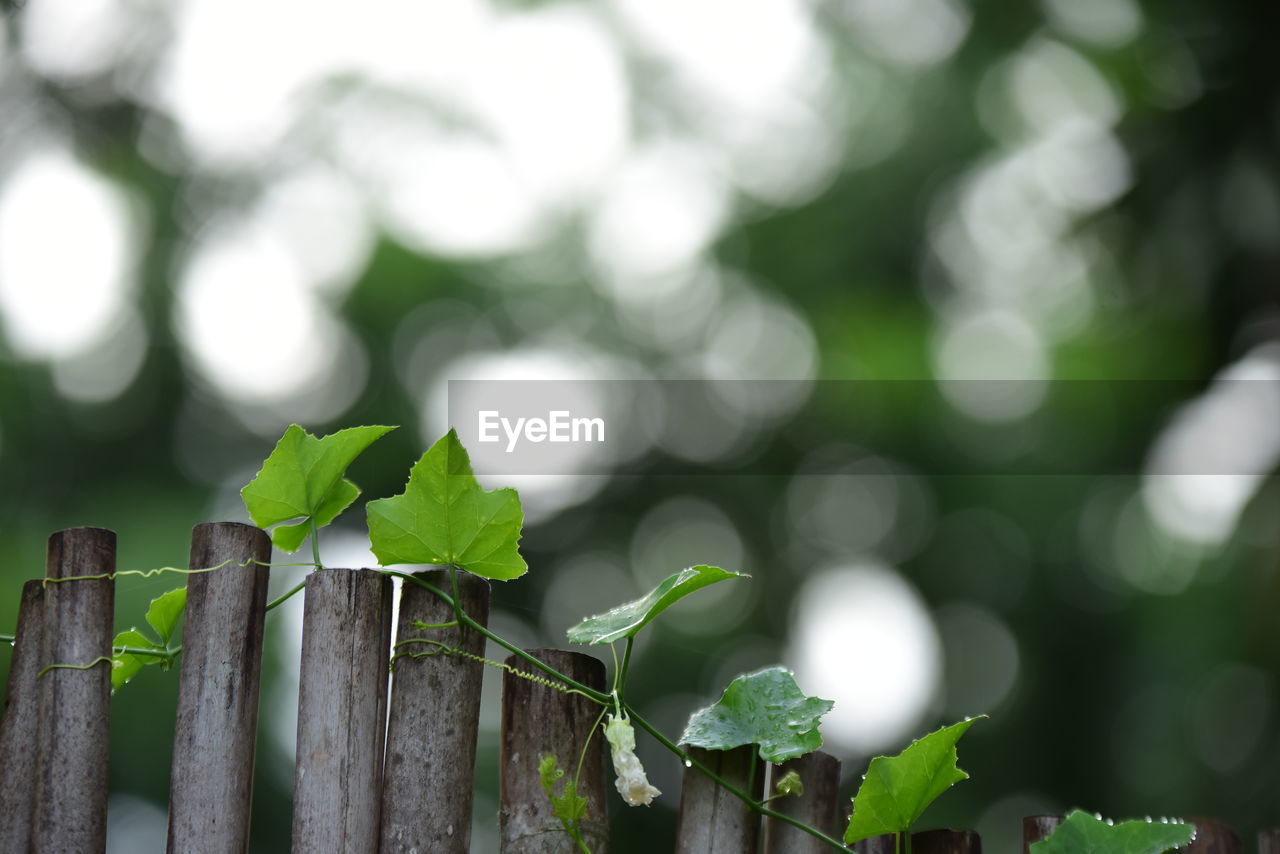 green, branch, plant, nature, leaf, plant part, growth, no people, fence, tree, sunlight, outdoors, environment, close-up, beauty in nature, wood, grass, flower, day, focus on foreground, agriculture, freshness, environmental conservation, selective focus, land, food and drink, protection, macro photography, plant stem, landscape, tranquility, social issues, summer