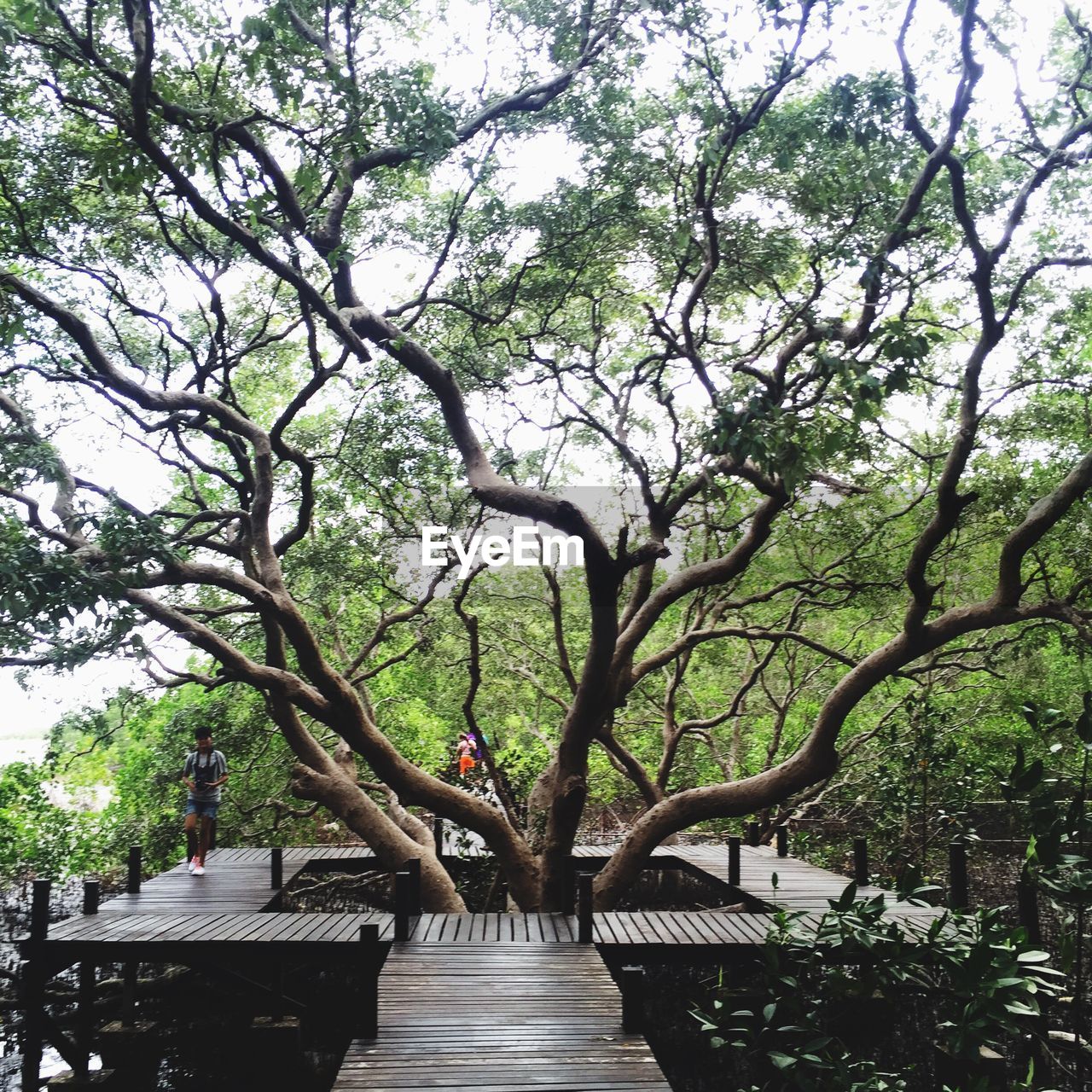 Trees in the forest