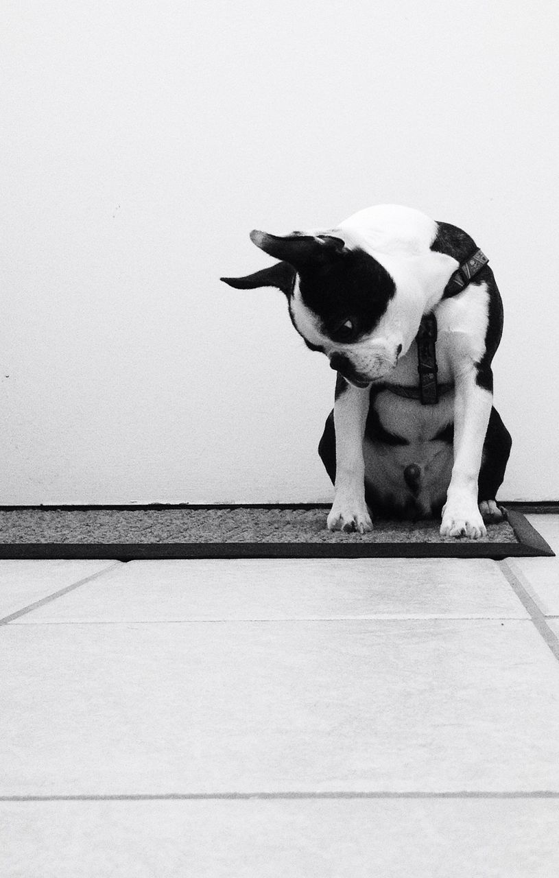 Pug dog sitting on doormat
