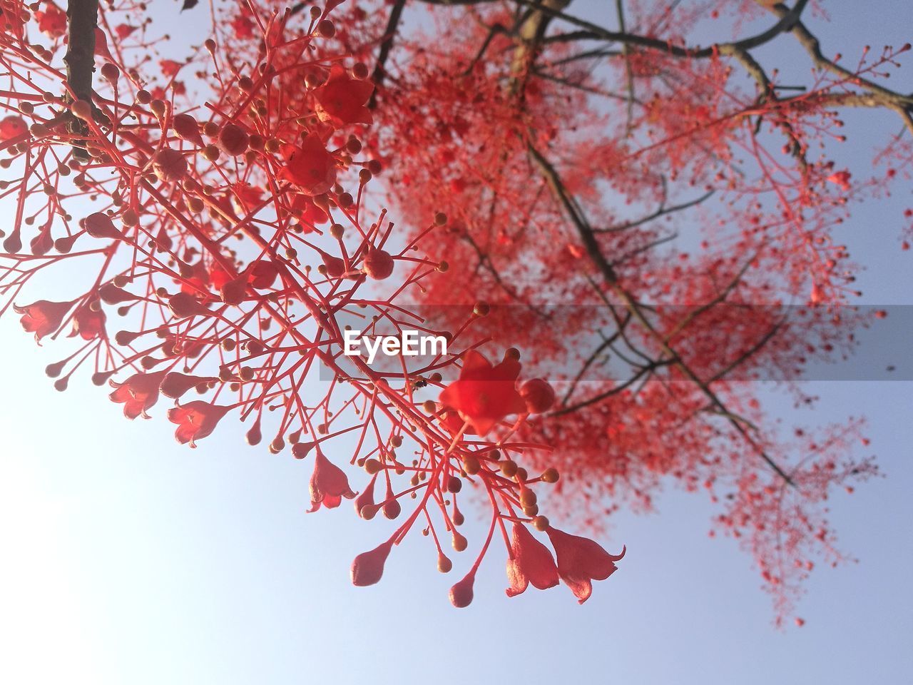 LOW ANGLE VIEW OF CHERRY BLOSSOM TREE