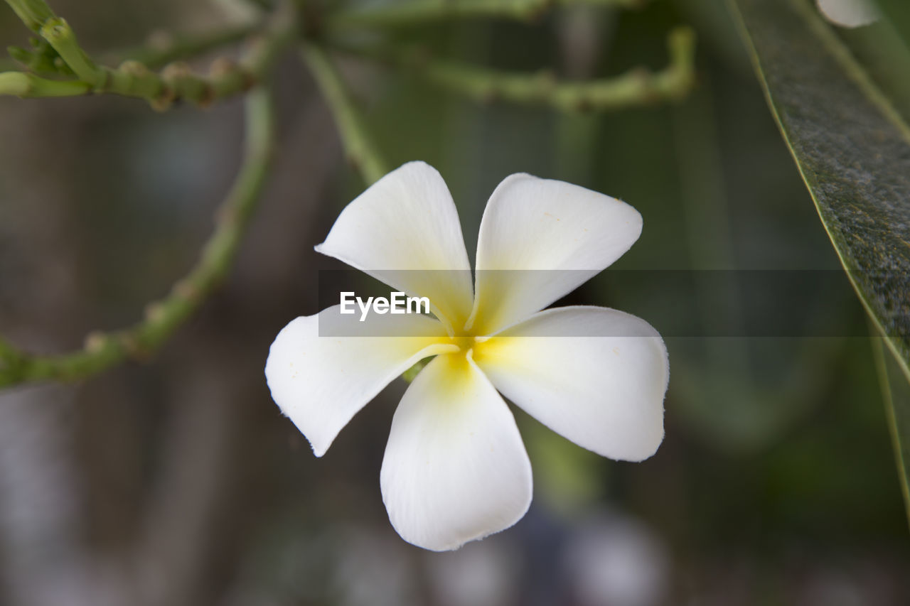 Close-up of white flowering plant