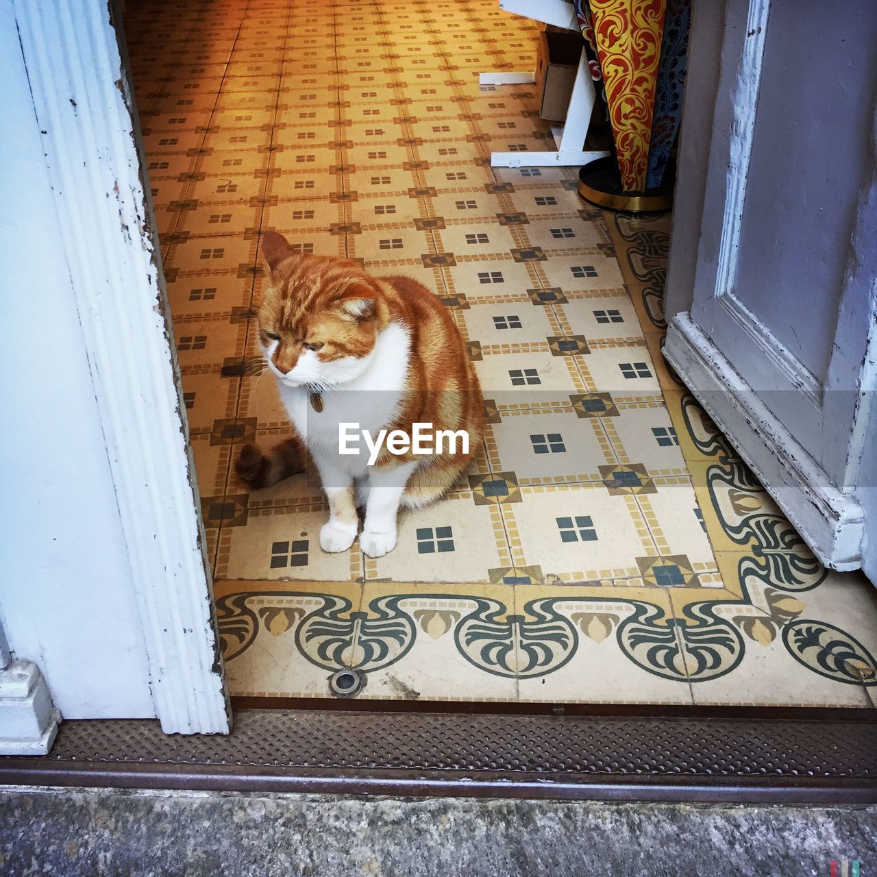 High angle view of cat sitting at doorway