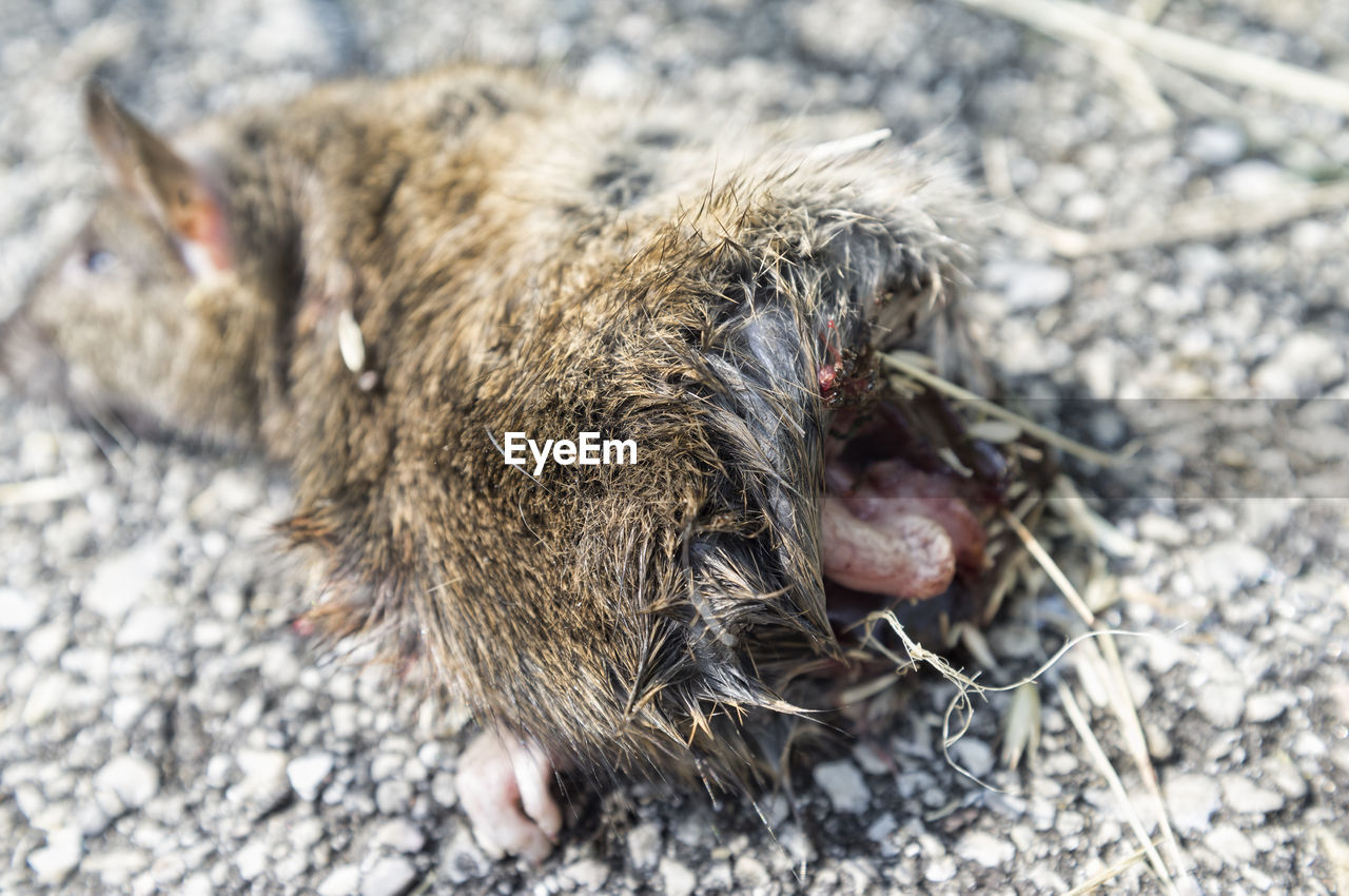 Dead mouse cut in half, lying on the road