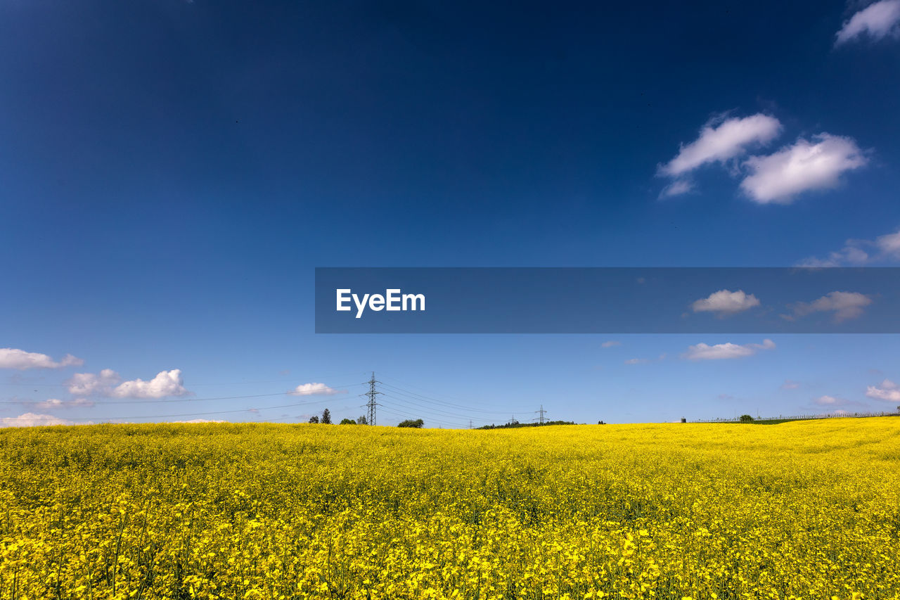 landscape, sky, environment, rapeseed, field, agriculture, plant, beauty in nature, vegetable, rural scene, land, canola, food, flower, produce, horizon, yellow, cloud, nature, crop, scenics - nature, oilseed rape, flowering plant, blue, farm, tranquility, growth, tranquil scene, freshness, plain, idyllic, springtime, environmental conservation, horizon over land, vibrant color, no people, sunlight, cereal plant, meadow, outdoors, grassland, fragility, urban skyline, power generation, non-urban scene, prairie, abundance, summer, day, grass, brassica rapa, blossom, rural area, social issues, tree, copy space, multi colored, travel, barley