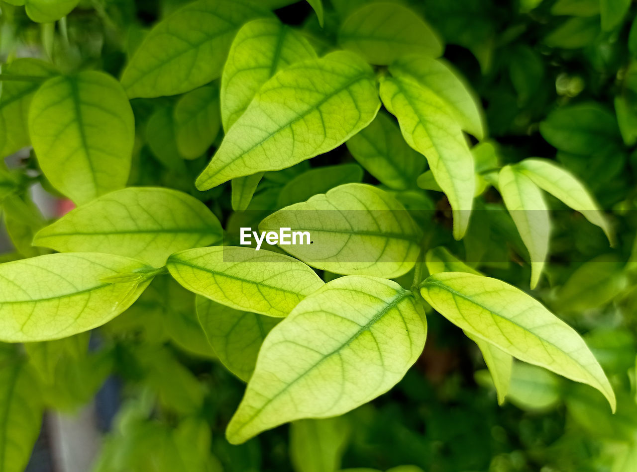 Close-up of green leaves