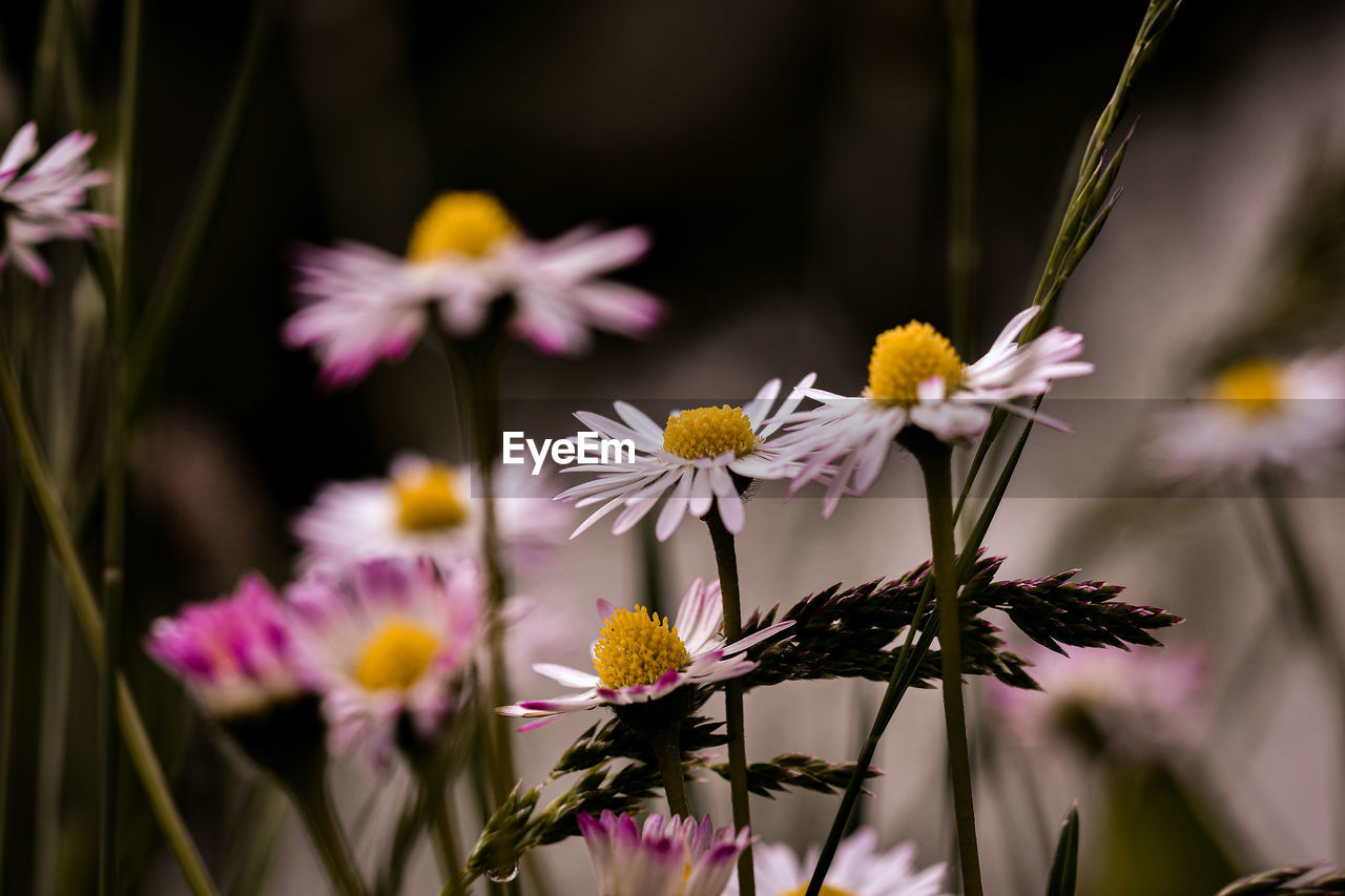 Close-up of flowering plant