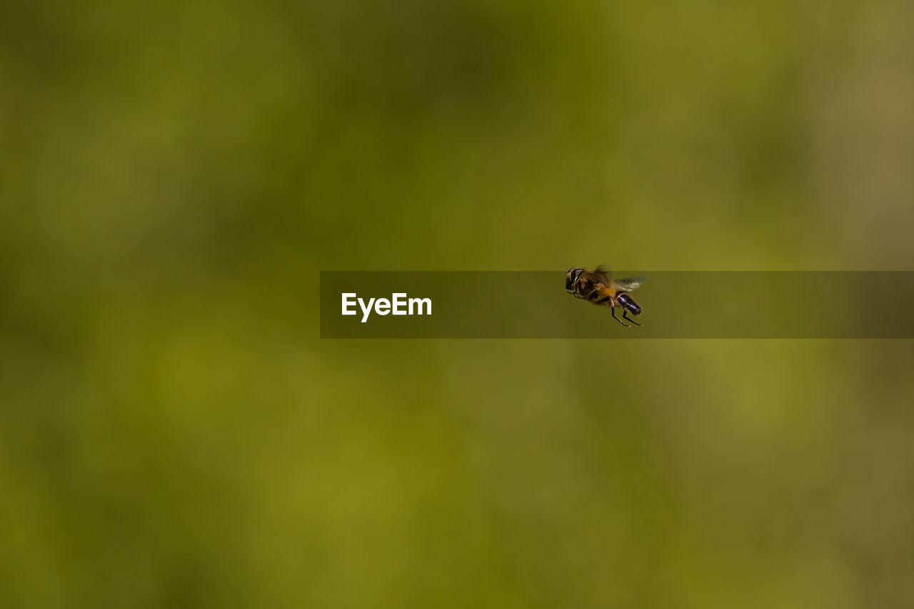 View of insect against blurred background