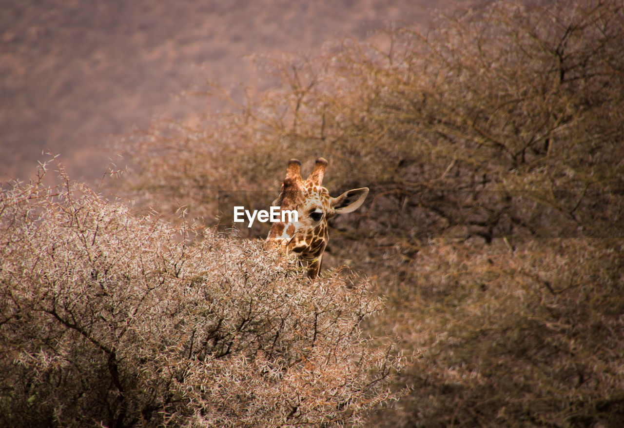 Giraffe eating branch