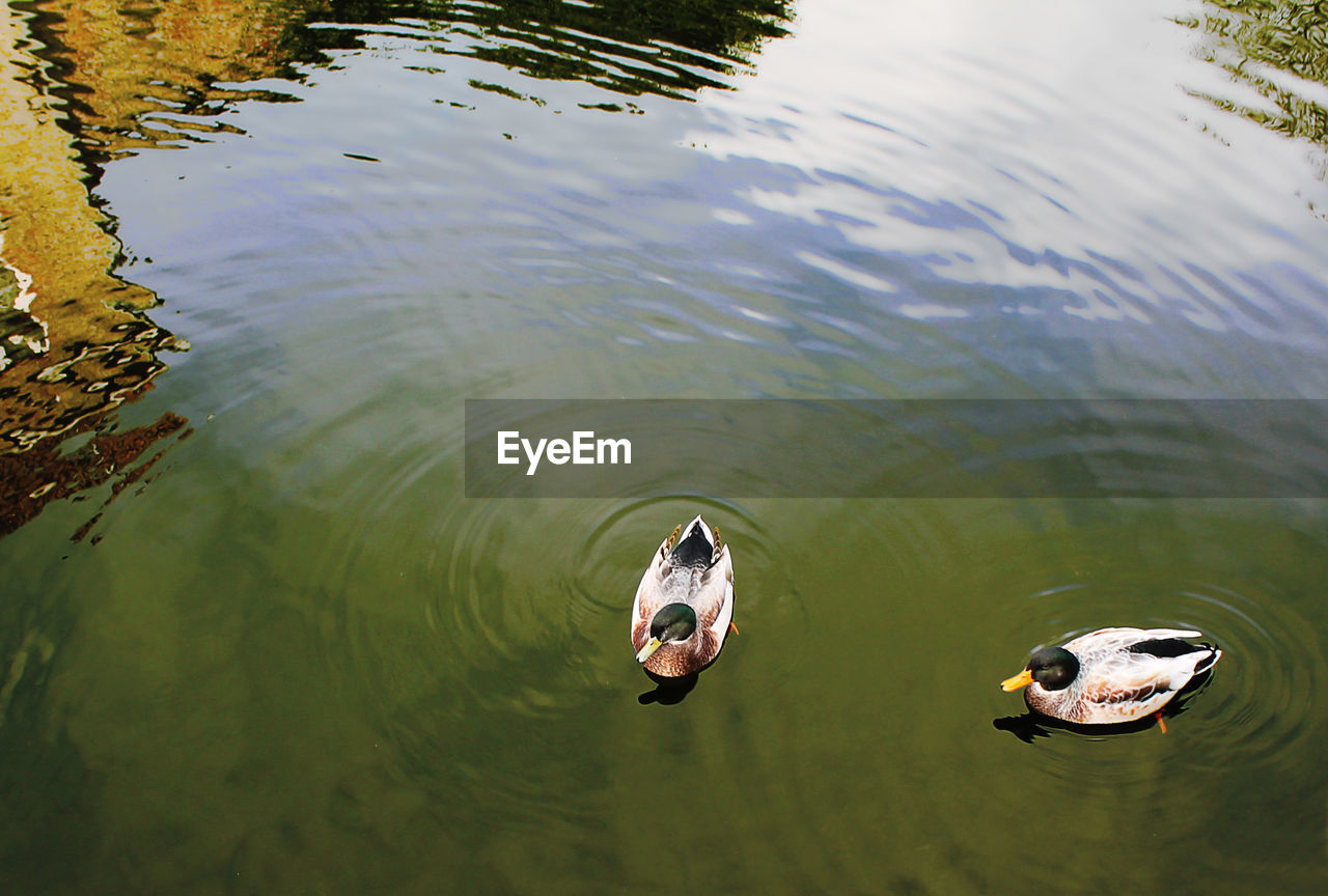 HIGH ANGLE VIEW OF BIRDS SWIMMING IN LAKE