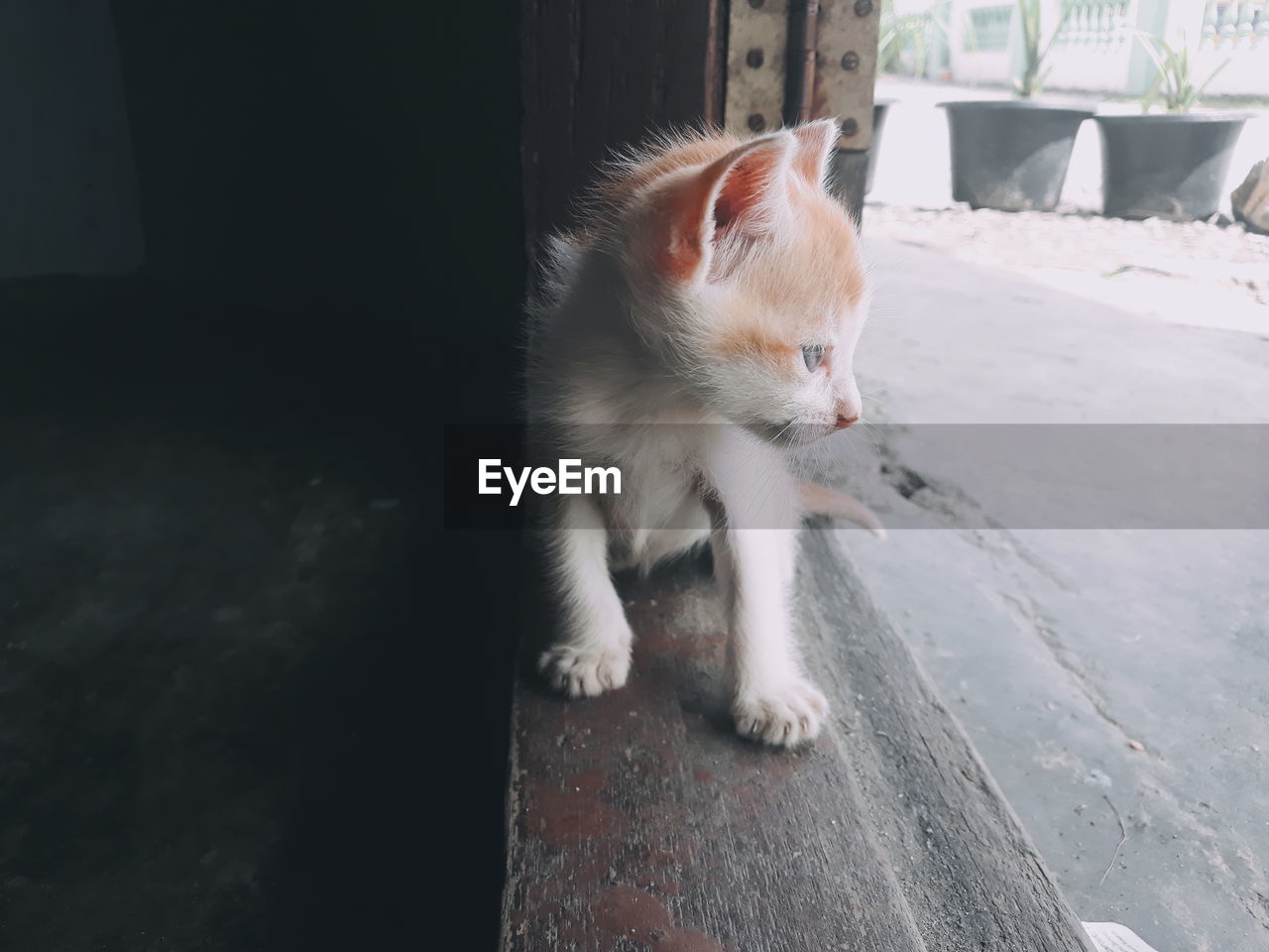 CAT LOOKING AWAY WHILE SITTING ON WALL