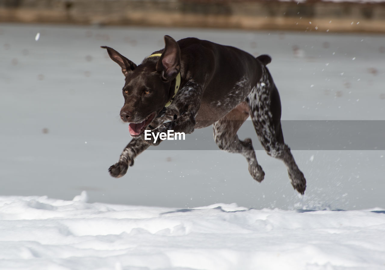 German short-haired pointer running on snow covered field