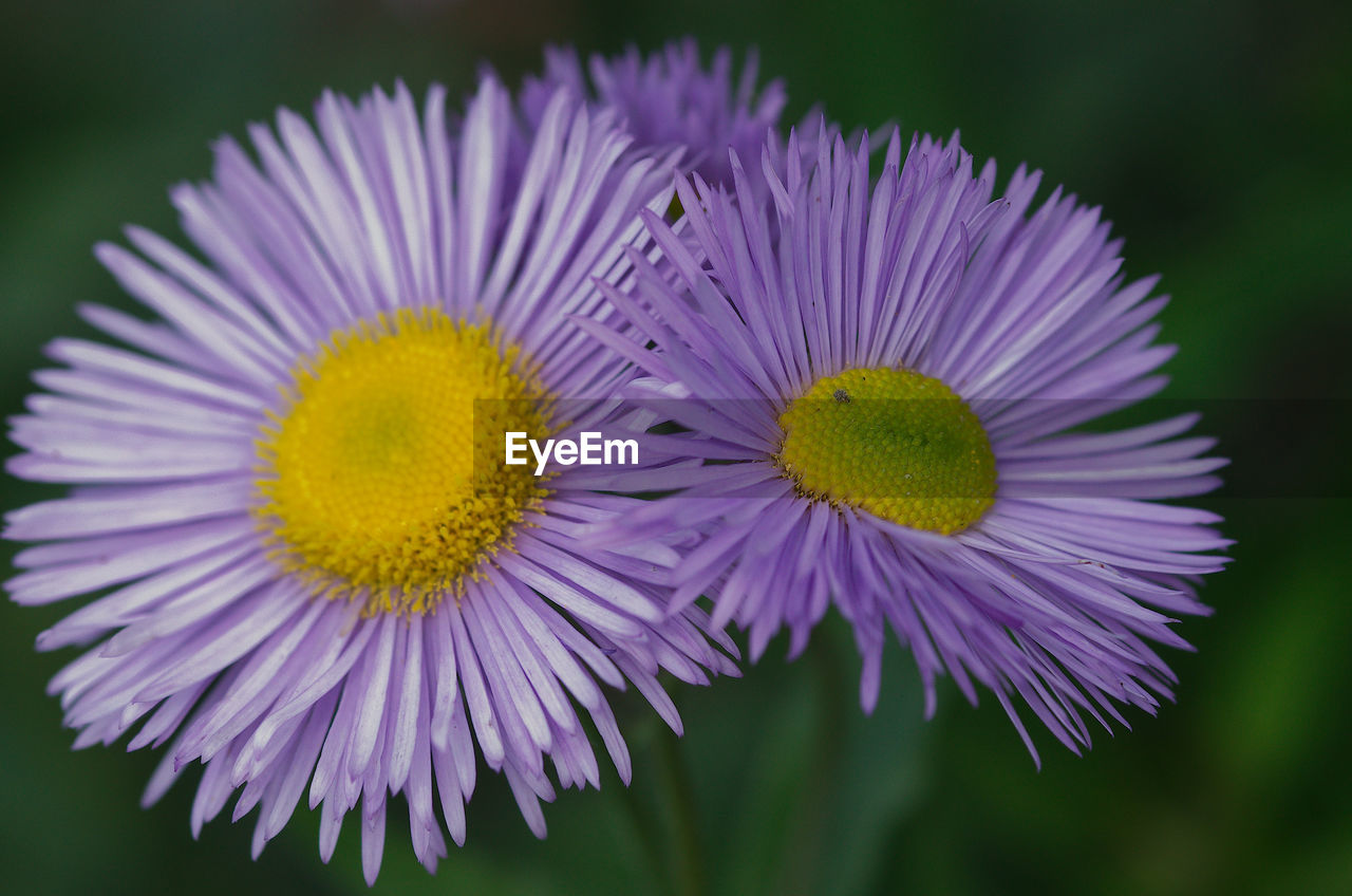 CLOSE-UP OF PURPLE FLOWERING PLANTS