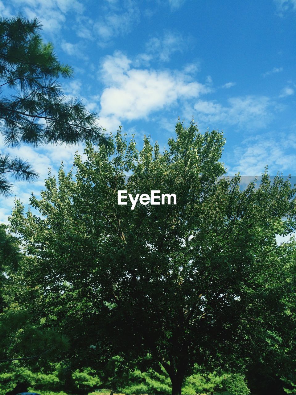 LOW ANGLE VIEW OF TREES AGAINST SKY