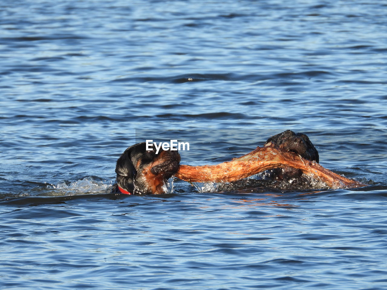 Two rottweilers retrieving branch in water