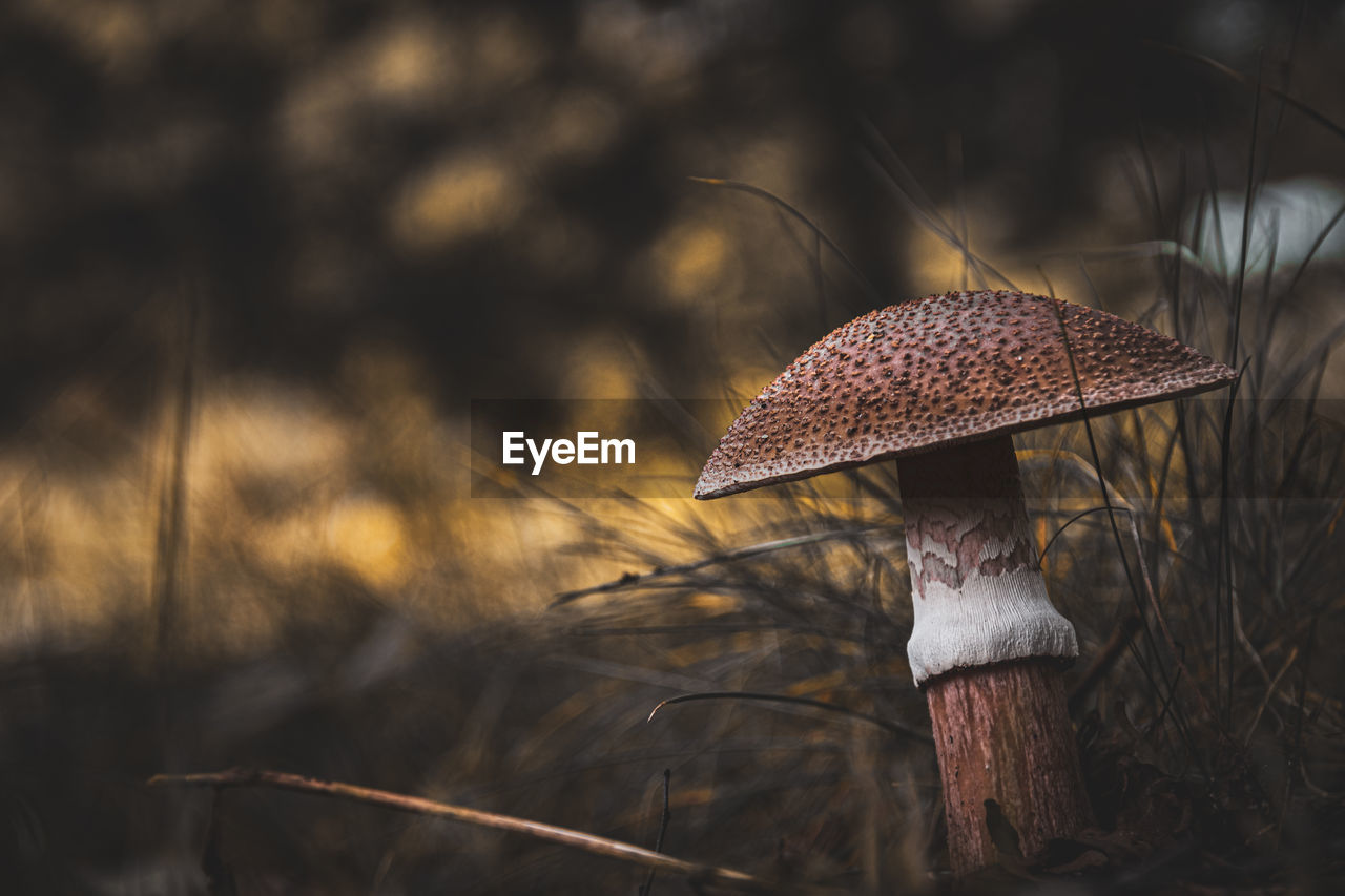 nature, mushroom, autumn, plant, fungus, land, growth, vegetable, tree, forest, food, protection, sunlight, leaf, outdoors, macro photography, focus on foreground, no people, close-up, beauty in nature, umbrella, darkness, light, day, grass, fashion accessory, morning, field