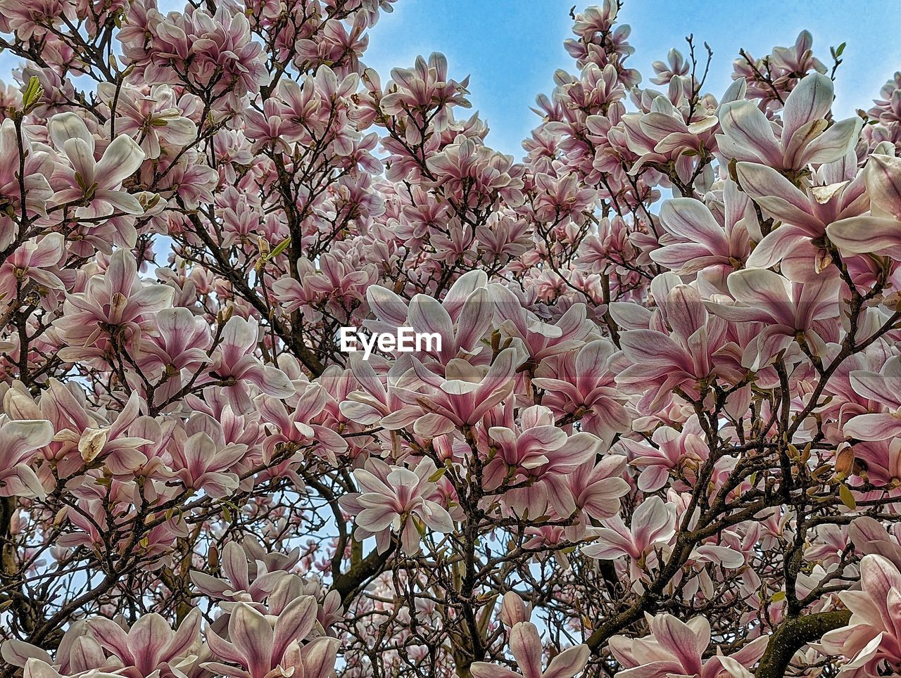 plant, flower, flowering plant, tree, beauty in nature, growth, pink, fragility, blossom, freshness, springtime, branch, low angle view, nature, sky, no people, magnolia, day, spring, cherry blossom, outdoors, petal, close-up, botany, cherry tree, abundance, produce