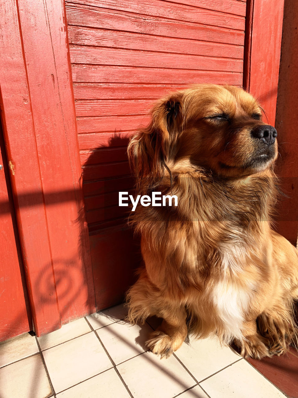 pet, mammal, one animal, domestic animals, canine, dog, animal themes, animal, lap dog, sitting, no people, puppy, door, cute, flooring, entrance, young animal, brown, indoors