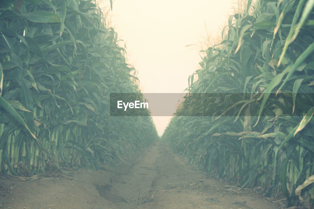 PANORAMIC VIEW OF AGRICULTURAL FIELD