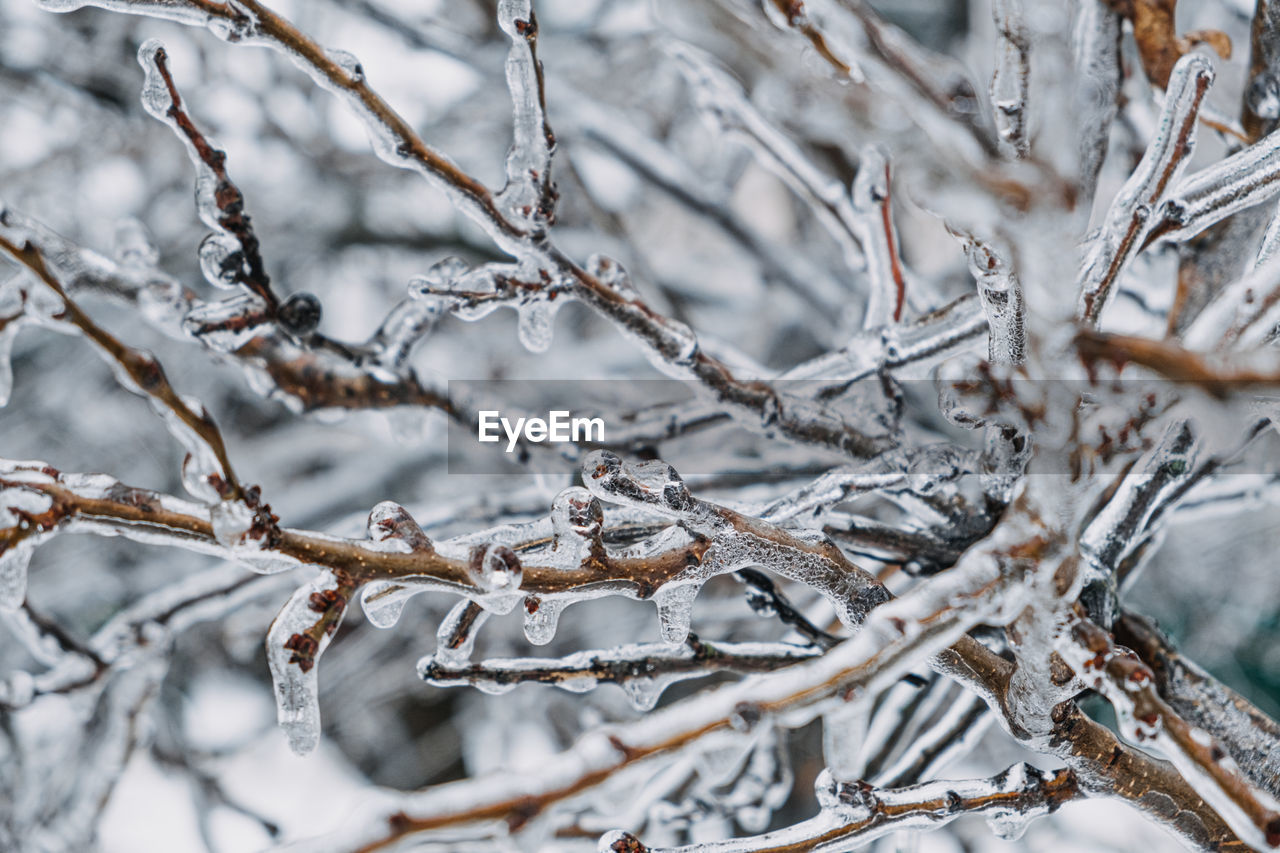 Freezing rain, icing hazards. frozen tree branch in winter city. icy tree branches close-up. icing, 