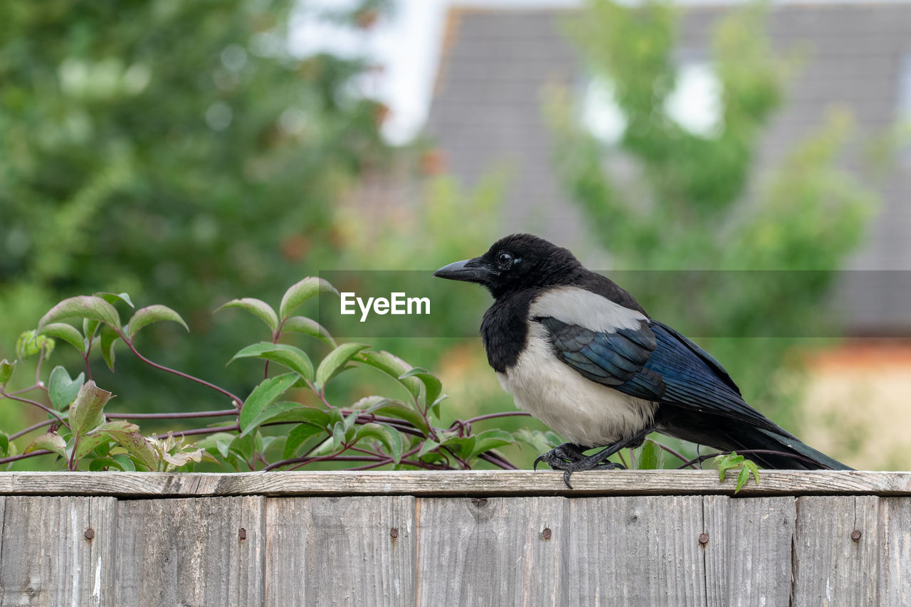 Juvenile eurasian magpie wild bird perched on a garden fence