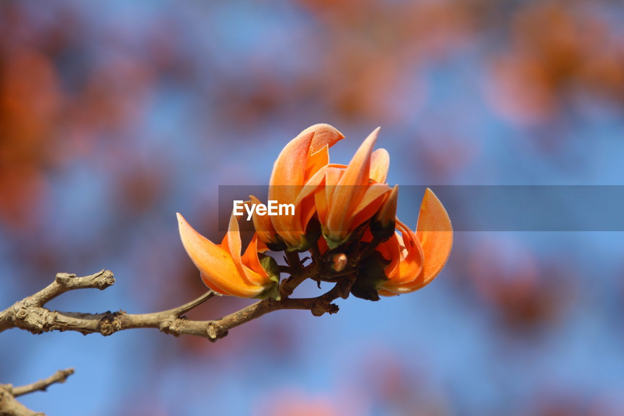 Close-up of orange flower blooming against blue sky