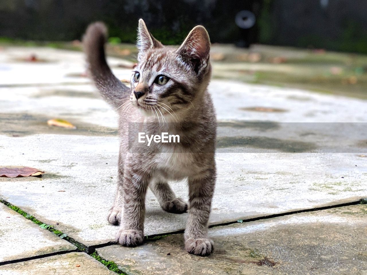 CLOSE-UP PORTRAIT OF CAT SITTING ON FLOOR