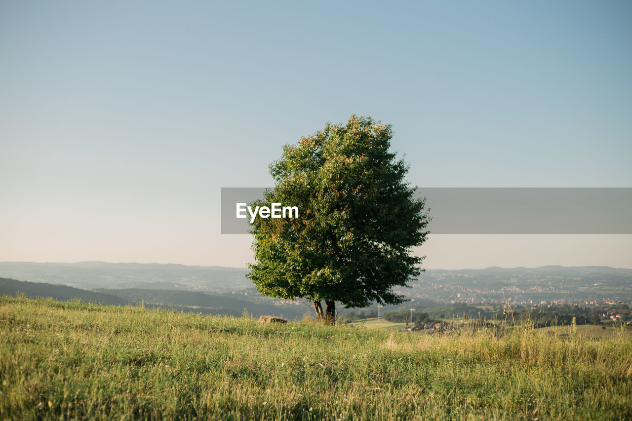 Tree on field against clear sky