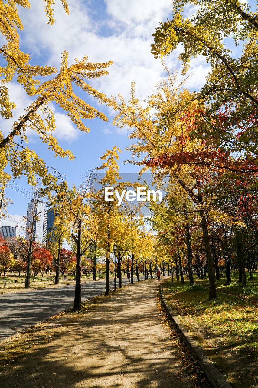 Trees in park against sky during autumn