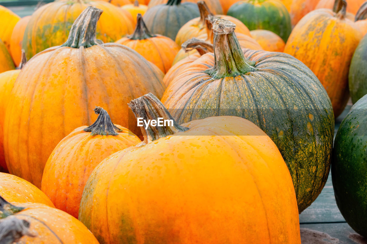 PUMPKINS FOR SALE AT MARKET