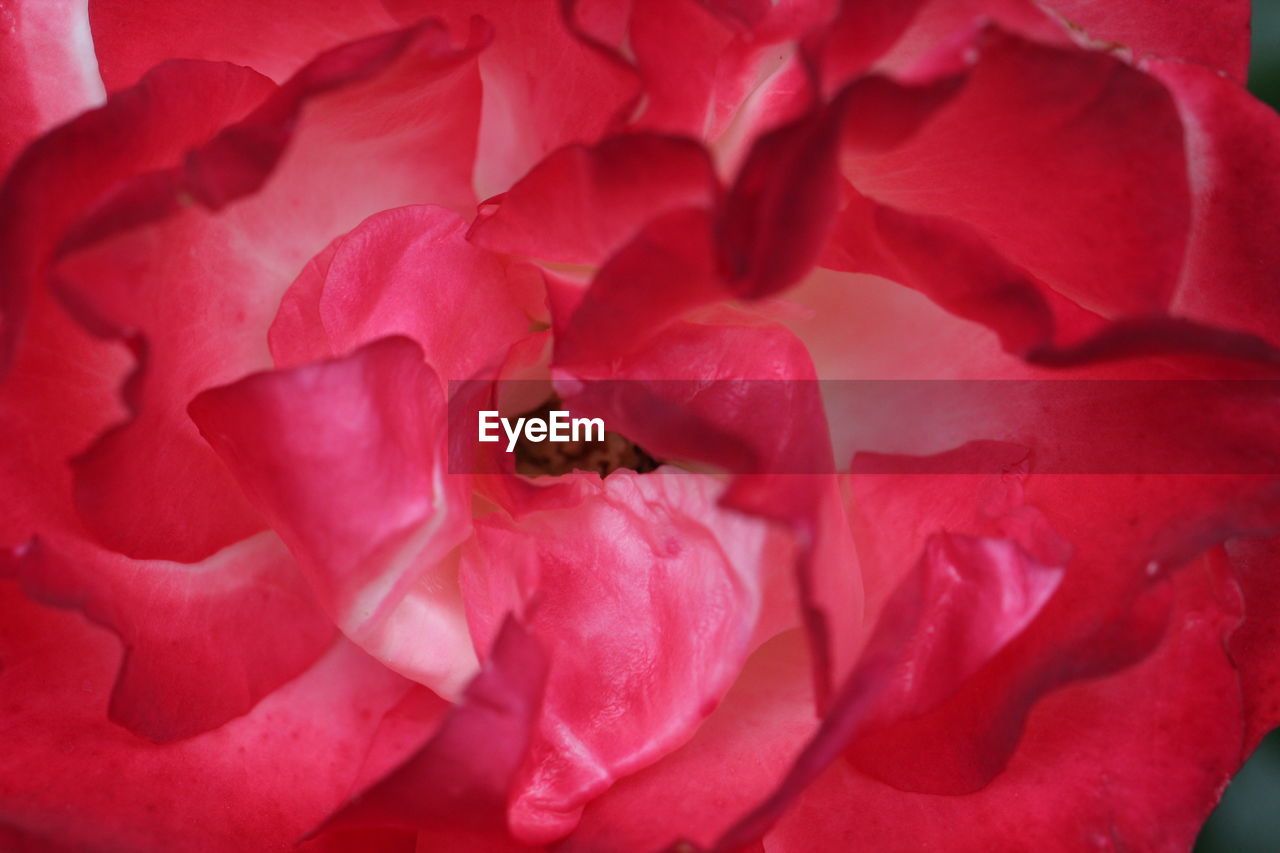 Close-up of pink rose