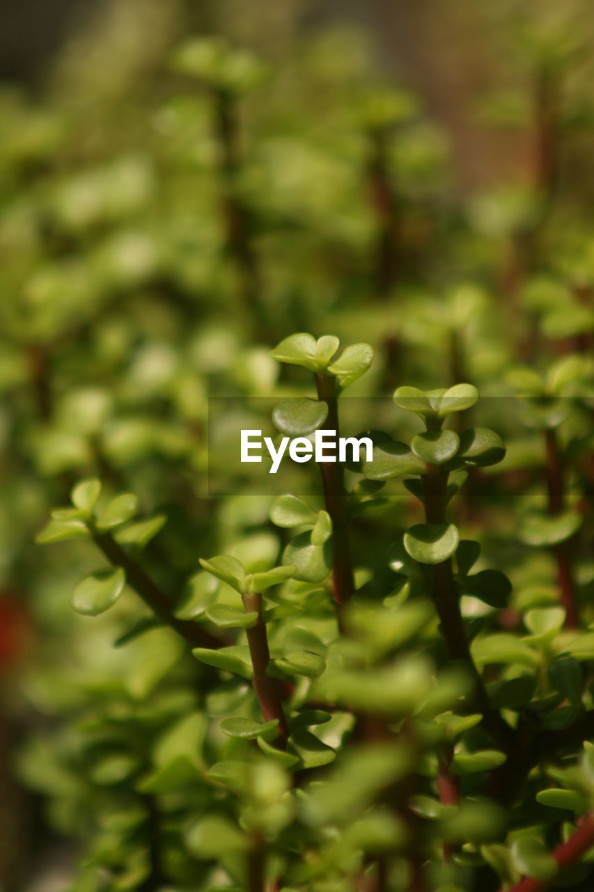 plant, green, growth, food and drink, nature, food, freshness, no people, close-up, plant part, beauty in nature, leaf, flower, selective focus, vegetable, healthy eating, day, agriculture, outdoors, macro photography, environment, focus on foreground, shrub, land, wildflower, tree, garden, field