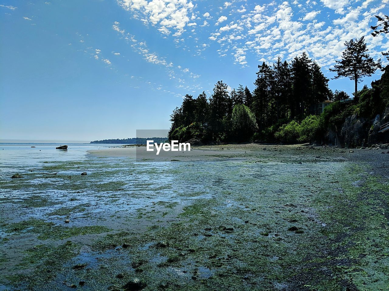 SCENIC VIEW OF SEA AGAINST TREES