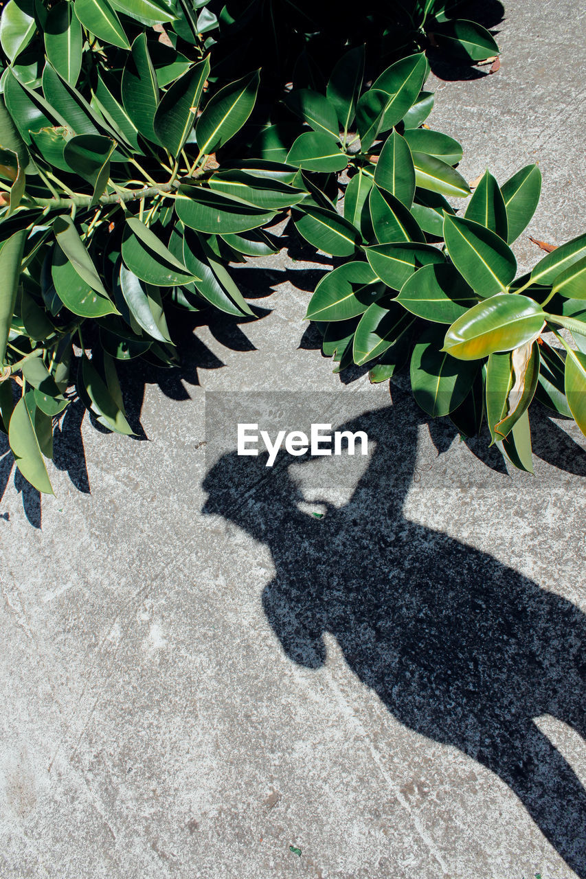 Shadow of person on footpath by plants