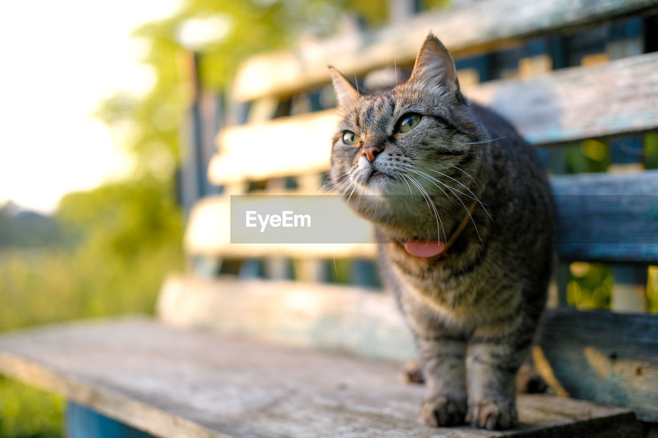 Close-up of cat sitting outdoors