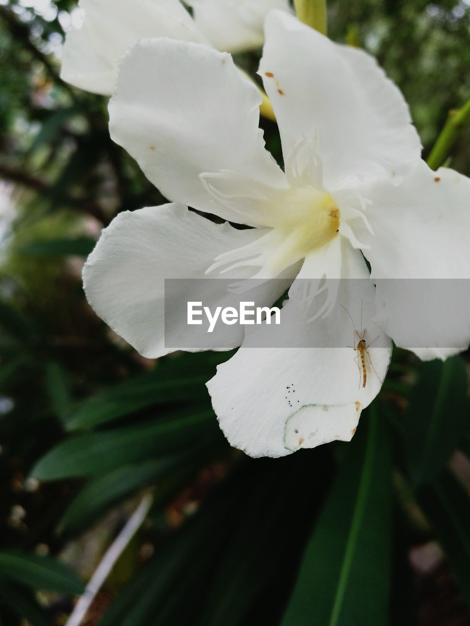 CLOSE-UP OF FRESH WHITE FLOWER BLOOMING ON TREE