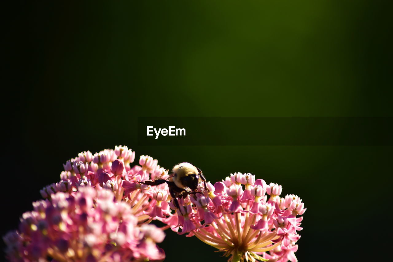 Close-up of insect pollinating on flower