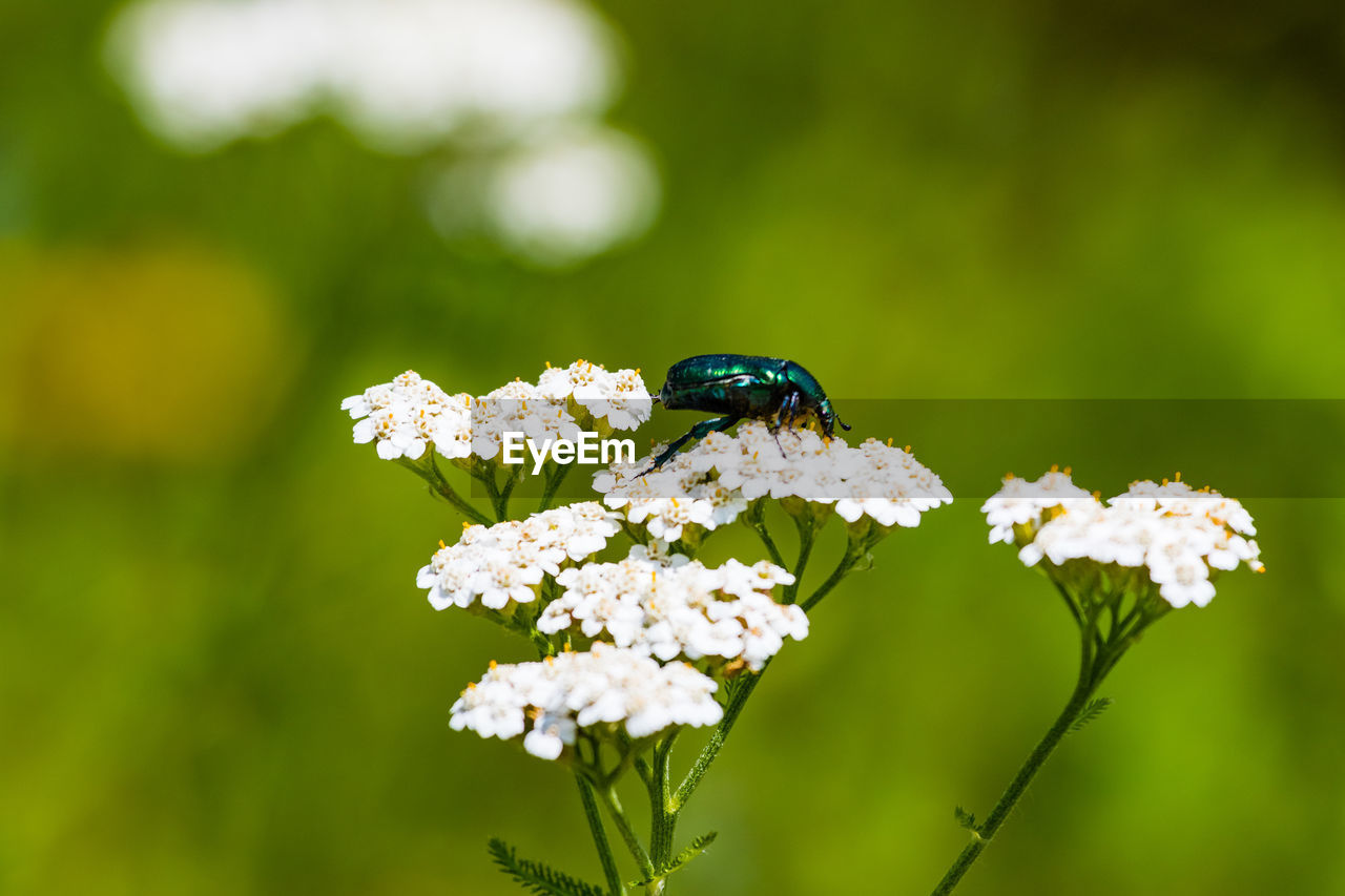 Close-up of insect on flowers