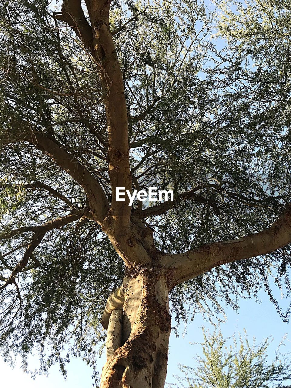 LOW ANGLE VIEW OF TREES AGAINST SKY IN FOREST