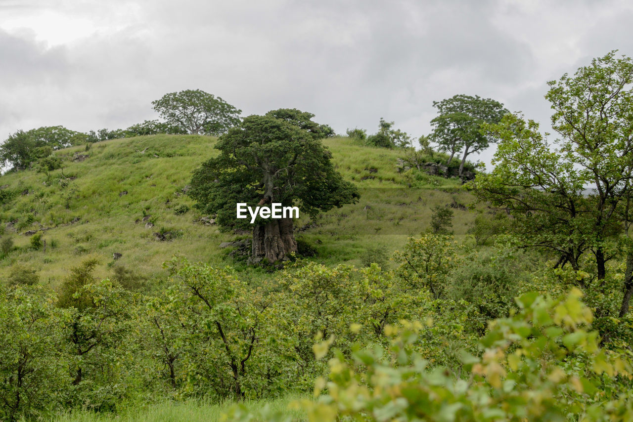 Trees on landscape against sky