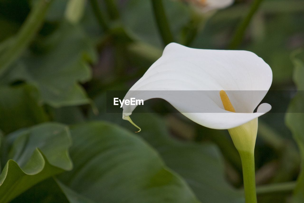 CLOSE-UP OF WHITE FLOWER BLOOMING